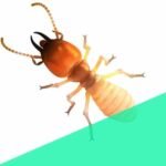 Pest control in Mumbra termites
