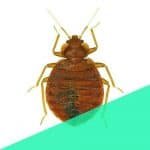 Pest control in currey road bedbugs