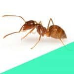 ants Pest control in Parel