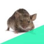 rat Pest control in Govandi East