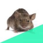 rat Pest control in Sion