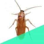 roaches Pest control in Seawoods