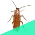 roaches pest control in panvel